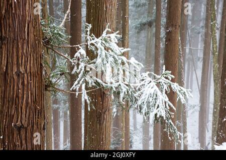 Asien, Japan, Nagano, Jigokudani Yaen Koen, Snow Monkey Park, Japanische Zeder, Cryptomeria japonica. Japanische Zedern sind auf dem Weg mit Schnee bedeckt Stockfoto