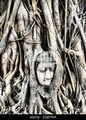 South East Asia, Thailand; Ayutthaya; der Leiter der Sandstein Buddha Bild in Wurzeln von Bodhi Baum, Ayutthaya, Thailand Stockfoto