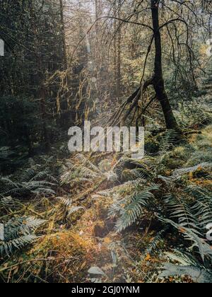 Mystische Waldwege und moosbedeckte Bäume in einem üppigen Wald im Nationalpark der schottischen Highlands cairngorms Stockfoto