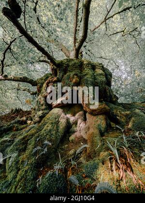 Mystische Waldwege und moosbedeckte Bäume in einem üppigen Wald im Nationalpark der schottischen Highlands cairngorms Stockfoto