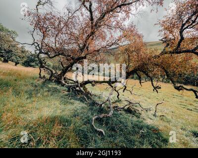 Mystische Waldwege und moosbedeckte Bäume in einem üppigen Wald im Nationalpark der schottischen Highlands cairngorms Stockfoto