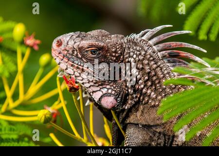 Grüner Leguan (Iguana iguana), St. Thomas, US Virgin Islands. Stockfoto