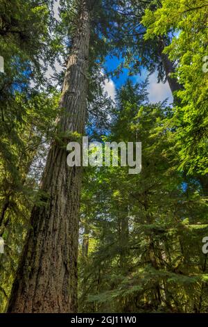 Hohe und alte douglasie in MacMillan Provincial Park Cathedral Grove in der Nähe von Parksville, British Columbia, Kanada Stockfoto