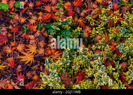 Japanische Ahornblätter auf dem Boden in Nelson, British Columbia, Kanada Stockfoto