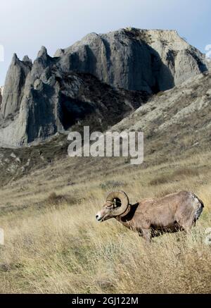 Rocky Mountain Dickhornschafe grasen im Grasland. Reife Rams. Stockfoto