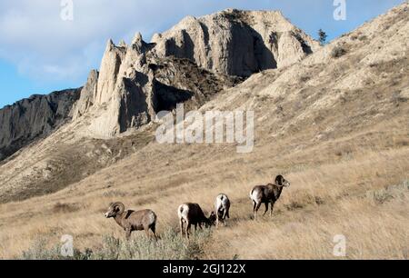 Rocky Mountain Dickhornschafe grasen im Grasland. Reife Rams. Stockfoto