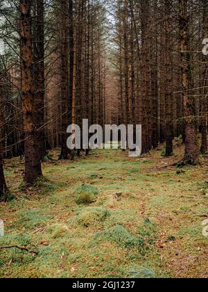 Mystische Waldwege und moosbedeckte Bäume in einem üppigen Wald im Nationalpark der schottischen Highlands cairngorms Stockfoto