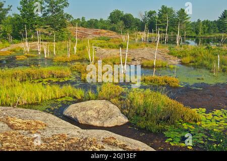 Kanada, Ontario, Torrance Barrens Dark-Sky Preserve. Feuchtgebiet am Highland Pond. Kredit als: Mike Grandmaison / Jaynes Gallery / DanitaDelimont. com Stockfoto