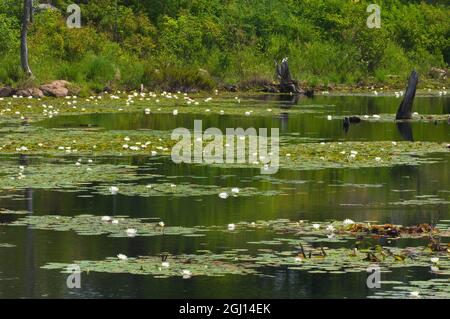 Kanada, Ontario, Byng Inlet. Seerosen und Reflexionen im Teich. Stockfoto