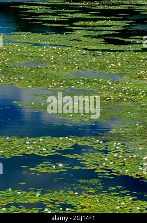 Kanada, Ontario, Byng Inlet. Seerosen und Reflexionen im Teich. Stockfoto