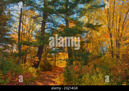 Kanada, Ontario, Chutes Provincial Park. Weg durch den Wald im Herbstlaub. Stockfoto
