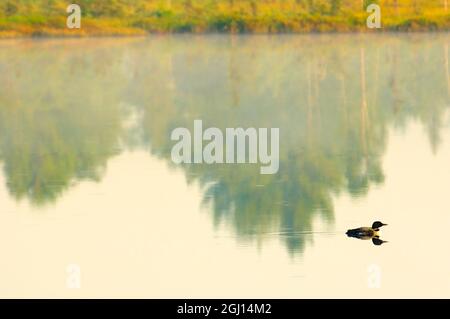 Kanada, Ontario, Torrance Barrens. Gewöhnlicher Seetaucher am Highland Pond. Stockfoto