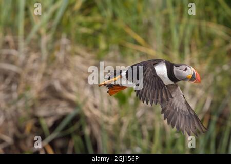 Kanada, Quebec, Mingan Archipelago National Park Reserve. Atlantischer Papageitaucher im Flug. Stockfoto