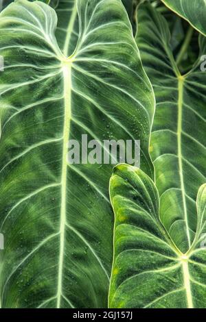 Nahaufnahmen der Blätter der Elefantenohren-Pflanze, auch bekannt als Alocasia. Stockfoto