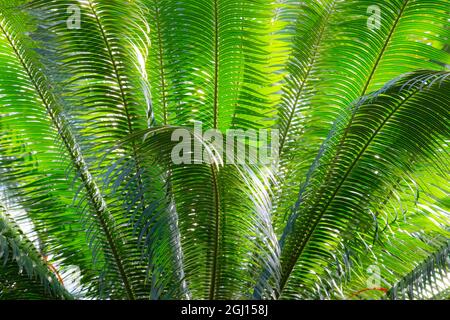 Nahaufnahme der Wedel des Sago Palm Tree. Stockfoto