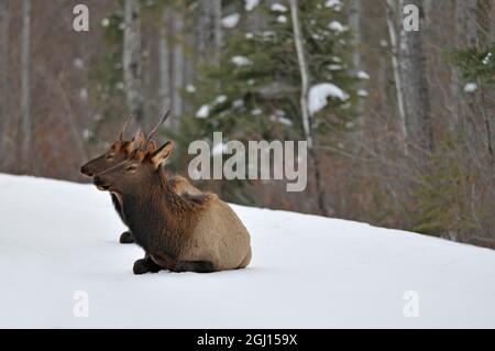 Kanada, Saskatchewan, Prince Albert National Park. Zwei weibliche Elche ruhen auf Schnee. Stockfoto