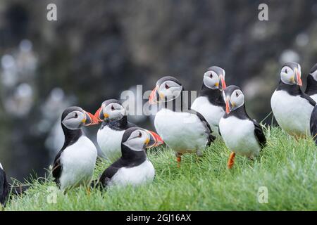 Papageitaucher (Fratercula arctica) in einem puffinry auf Mykines, Teil der Färöer im Nordatlantik. Europa, Nordeuropa, Dänemark, Weit Stockfoto