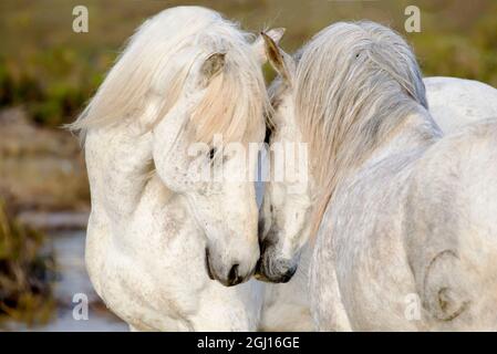 Europa, Frankreich, Camargue, Saintes-Maries-de-la-Mer, Camargue Pferde, Equus ferus caballus camarguensis. Zwei Camargue Hengste interagieren. Stockfoto