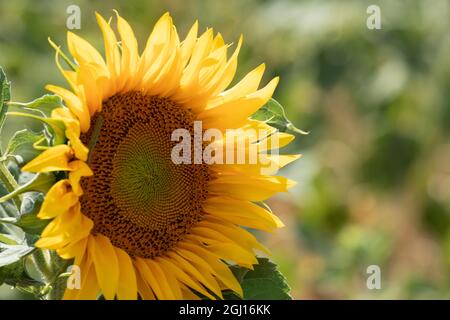 Sonnenblumen blühen in der Nähe von Lavendelfeldern im Sommer in Valensole, Provence, Frankreich. Stockfoto