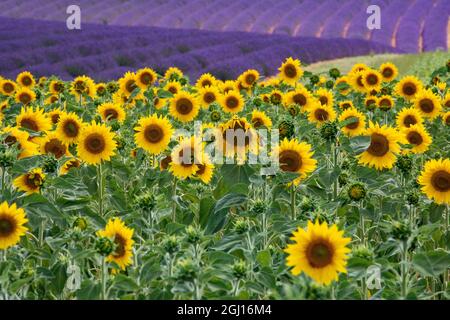 Sonnenblumen blühen in der Nähe von Lavendelfeldern im Sommer in Valensole, Provence, Frankreich. Stockfoto
