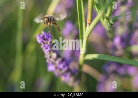 Bienen sammeln Pollen auf Lavendelblüten in Valensole Plain, Provence, Südfrankreich. Stockfoto