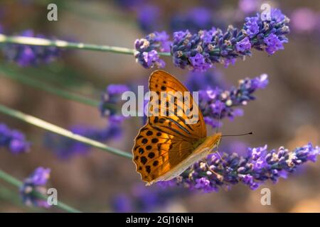 Marmorierte fatilläre Schmetterlinge (Brentthis daphne) erwachsenes Männchen mit offenen Flügeln auf Valensole, Ebene der Provence, Südfrankreich. Stockfoto