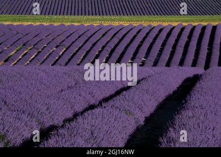 Lavendelfelder auf der Valensole Plain, Provence, Südfrankreich. Stockfoto