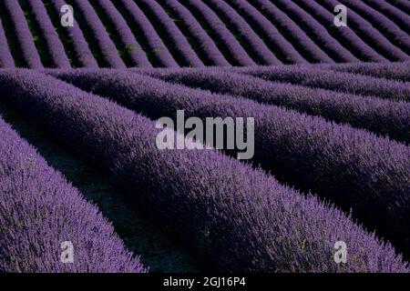 Lavendelfelder auf der Valensole Plain, Provence, Südfrankreich. Stockfoto