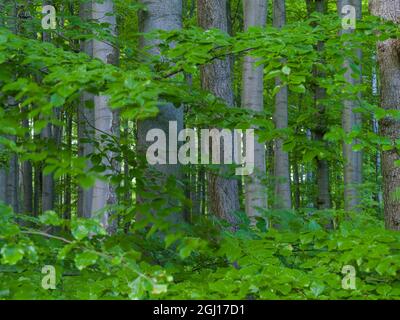 Der Naturpark Thüringer Wald, Teil des UNESCO-Weltkulturerbes. Buchenurwälder der Karpaten und die alten Buchenwälder von Stockfoto