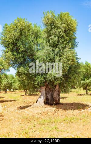 Italien, Apulien, Provinz Brindisi und Ostuni. Riesige alte Olivenbaum. Stockfoto