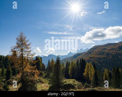 Bergwald bei Passo San Pellegrino, Blick Richtung Pale di San Martino, Focobon-Gebirge, in den Dolomiten des Trentino Europa, Zentral-Euro Stockfoto