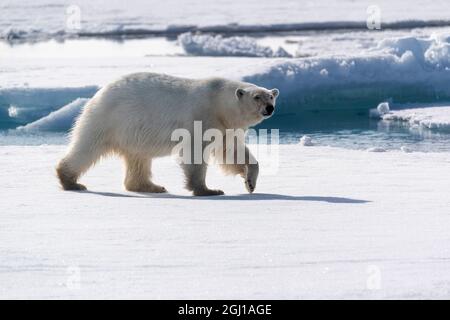 Nördlich von Svalbard, Eis einpacken. Ein Porträt eines wandenden Eisbären auf dem Packeis. Stockfoto