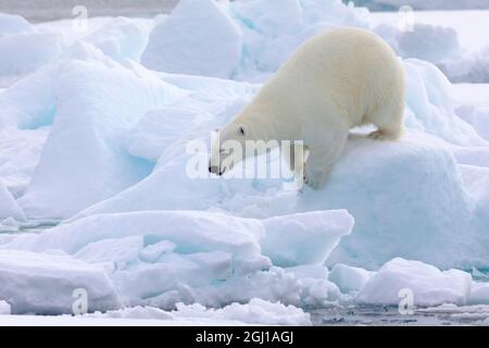 Nördlich von Svalbard, Eis einpacken. Porträt eines Eisbären, der auf dem Packeis läuft. Stockfoto