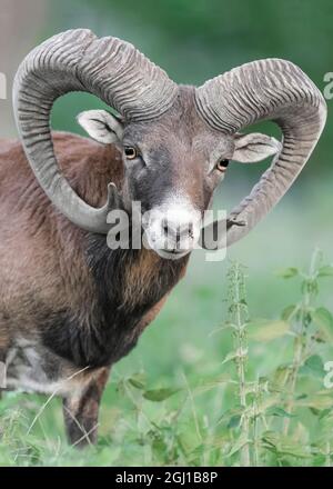 Von Angesicht zu Angesicht mit majestätischem Maul-Männchen im Wald (Ovis aries musimon) Stockfoto