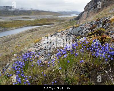 Harebell oder Bluebell, Hintergrund ist eine Tundra mit geflochtenem Fluss und Delta in der Nähe des Eqip Glacier in Grönland, dänisches Territorium. Stockfoto