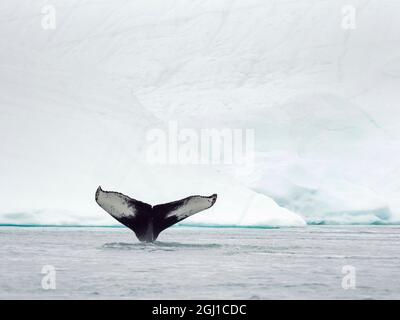 Buckelwal (Megaptera novaeangliae) vor Eisbergen an der Mündung des Ilulissat-Eisfjords in der Disko Bay in Westgrönland, Teil der UNESCO Stockfoto