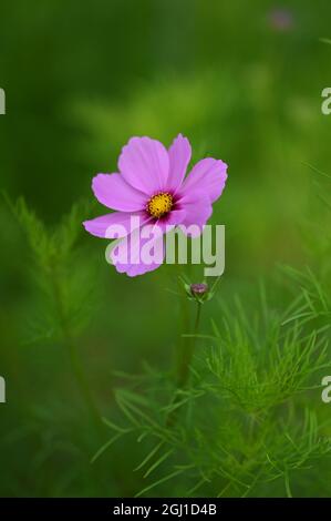 Lila Kosmos Blume in einem Feld Stockfoto
