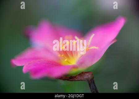 Portulaca Blume oder Moosrose, heimisch in Brasilien, Argentinien, Uruguay Stockfoto