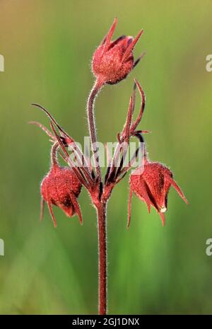 Kanada. Dreiblütige Blüten mit Avens. Stockfoto