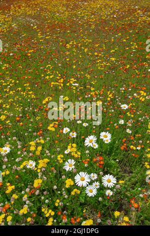 Kanada. Feld der bunten Wildblumen. Stockfoto