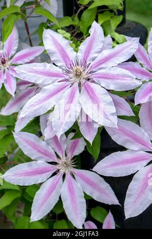 Nelly Moser, Clematis, USA Stockfoto