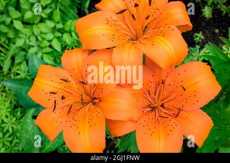 Orange Tigerlilie, USA Stockfoto