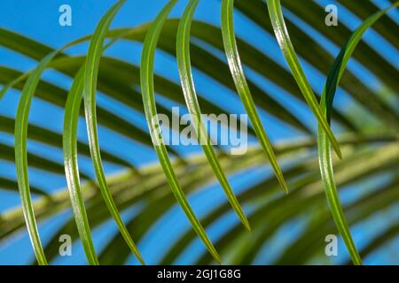 Areca Palm, USA. Stockfoto