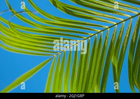 Areca Palm, USA. Stockfoto