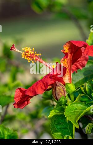 Roter Hibiskus, USA. Stockfoto