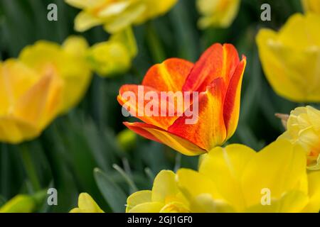 Orange Darwin Hybrid Tulpe und Double Narzisse, USA Stockfoto