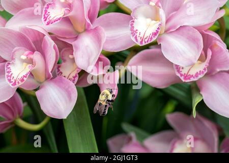 Rosa Orchidee, USA. Stockfoto