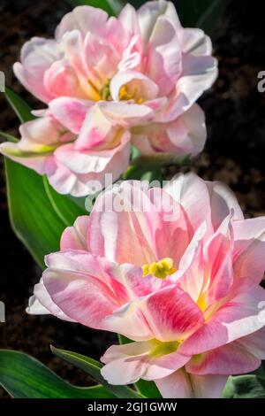 Rosafarbene, doppelte frühe Tulpe, USA Stockfoto