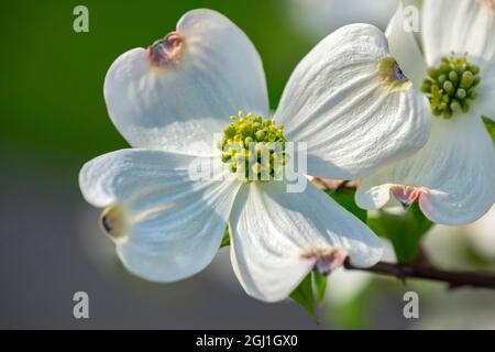 Weiße Dogwood Blumen, USA Stockfoto