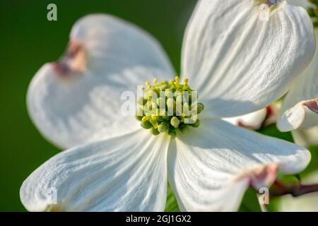 Weiße Dogwood Blumen, USA Stockfoto